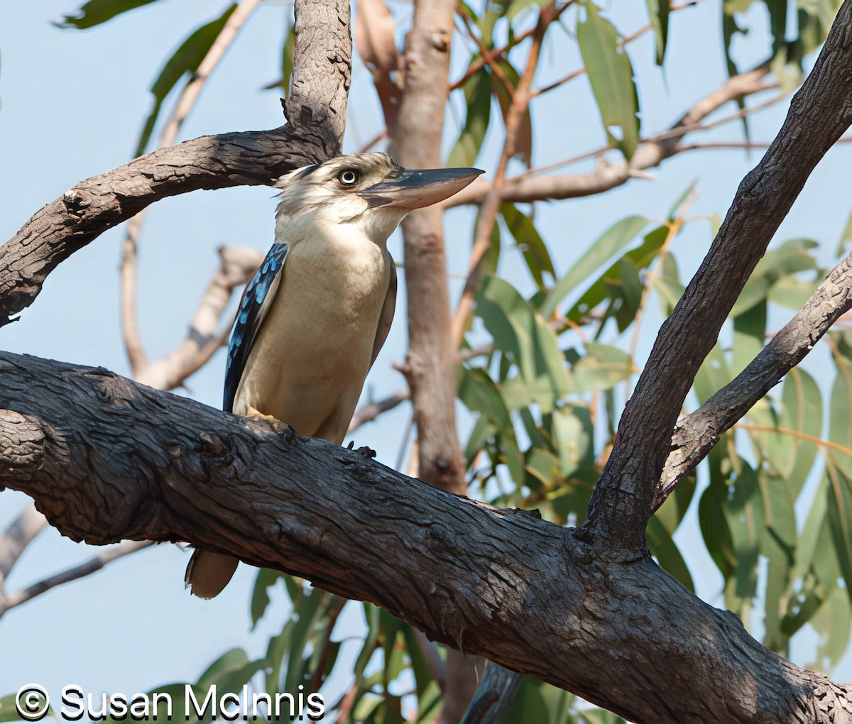Blue-winged Kookaburra - ML642861268