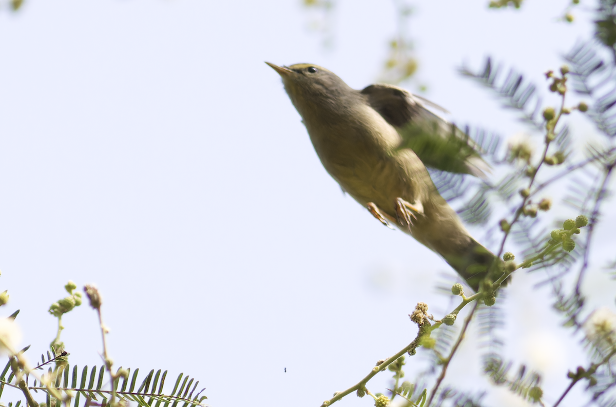 Sulphur-bellied Warbler - ML642861272