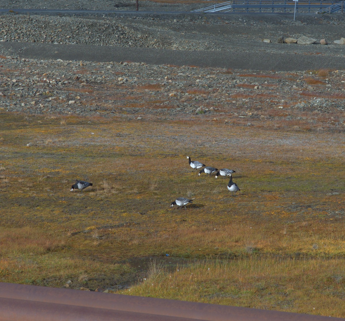 Barnacle Goose - ML642861277