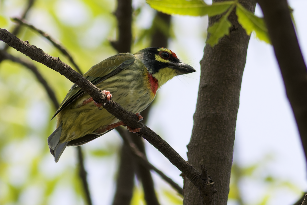 Coppersmith Barbet - ML642861278