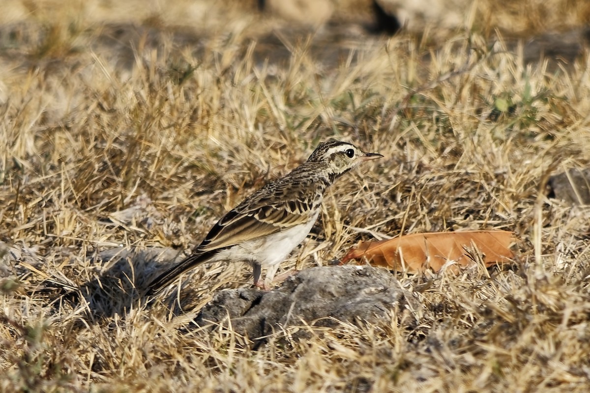 Paddyfield Pipit - ML642861280