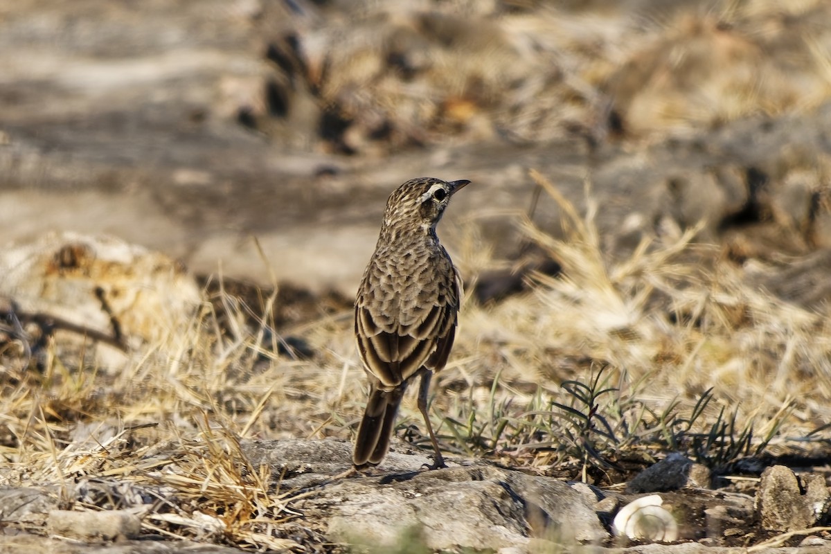 Paddyfield Pipit - ML642861281