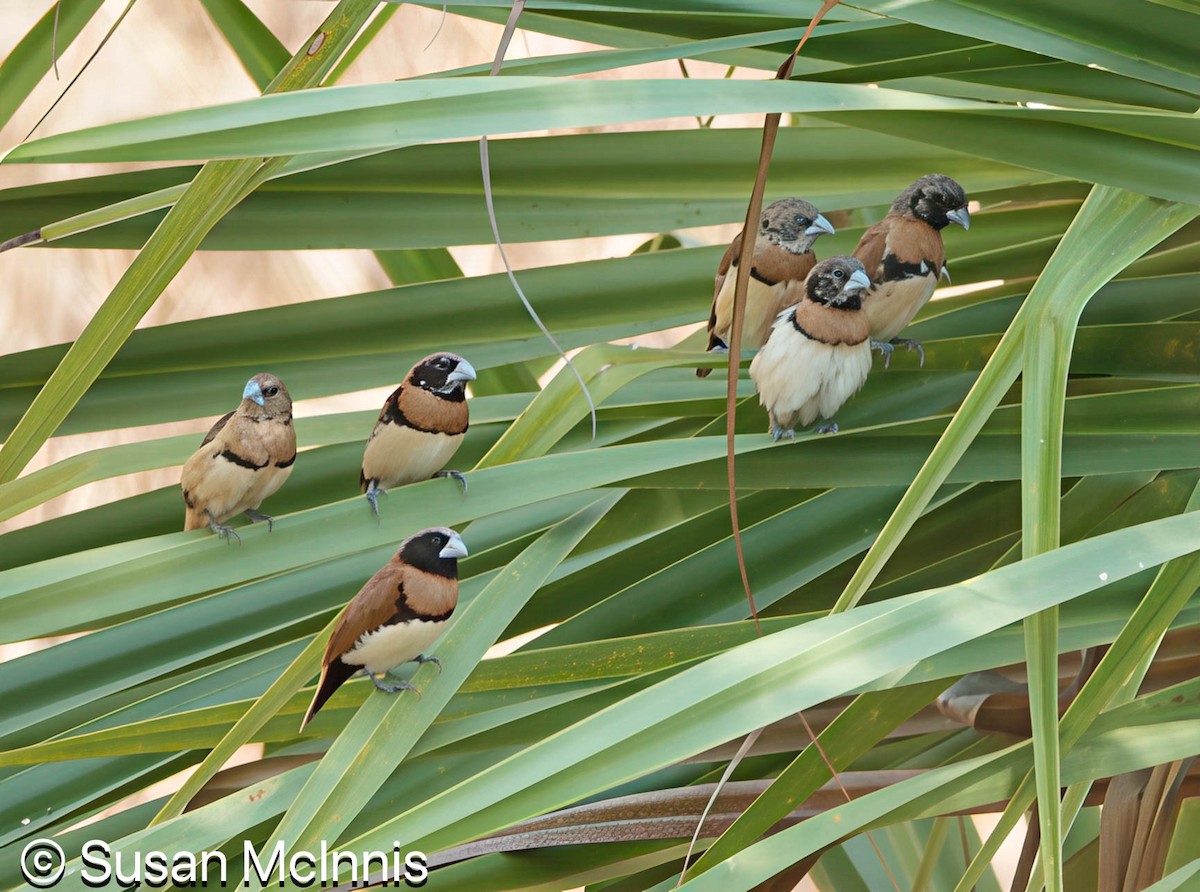 Chestnut-breasted Munia - ML642861284