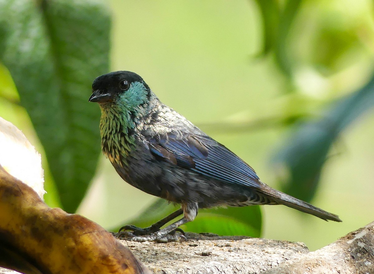 Black-capped Tanager - ML642861287