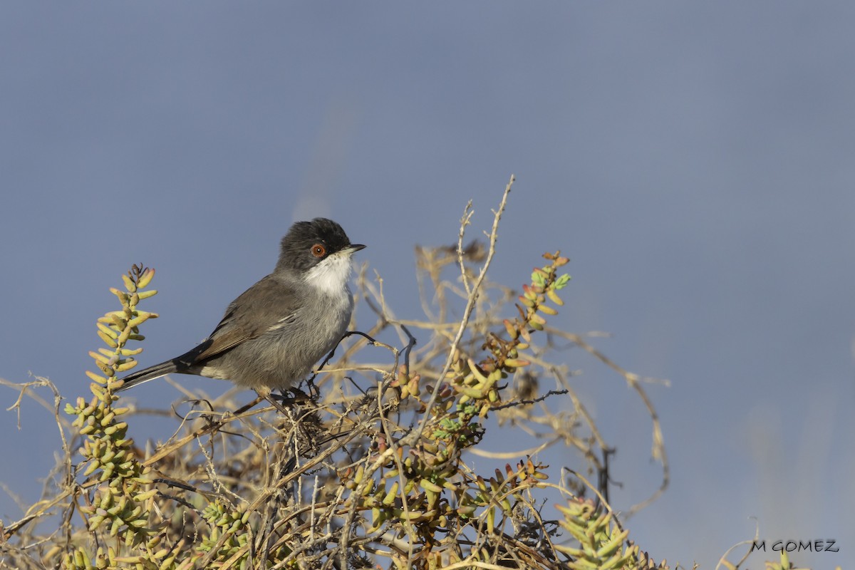 Sardinian Warbler - ML642861293