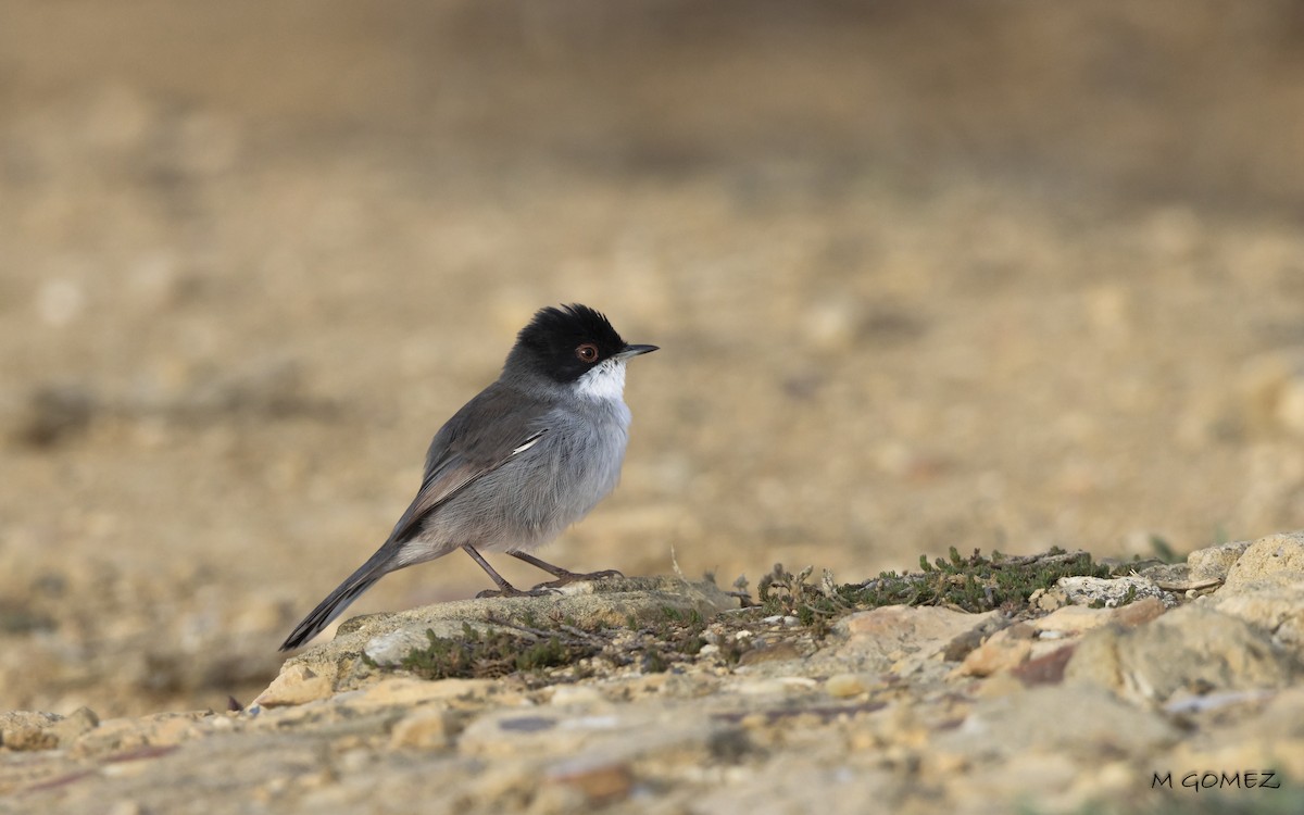 Sardinian Warbler - ML642861294
