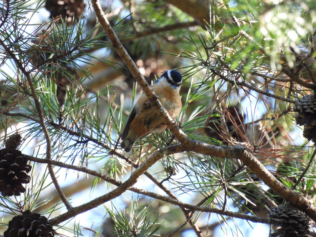 Red-breasted Nuthatch - ML642861295