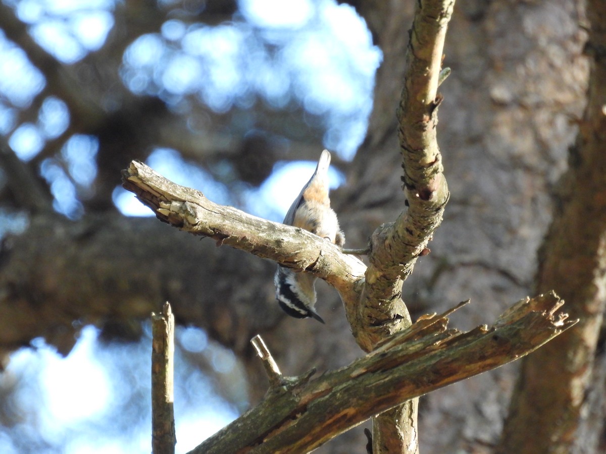 Red-breasted Nuthatch - ML642861297