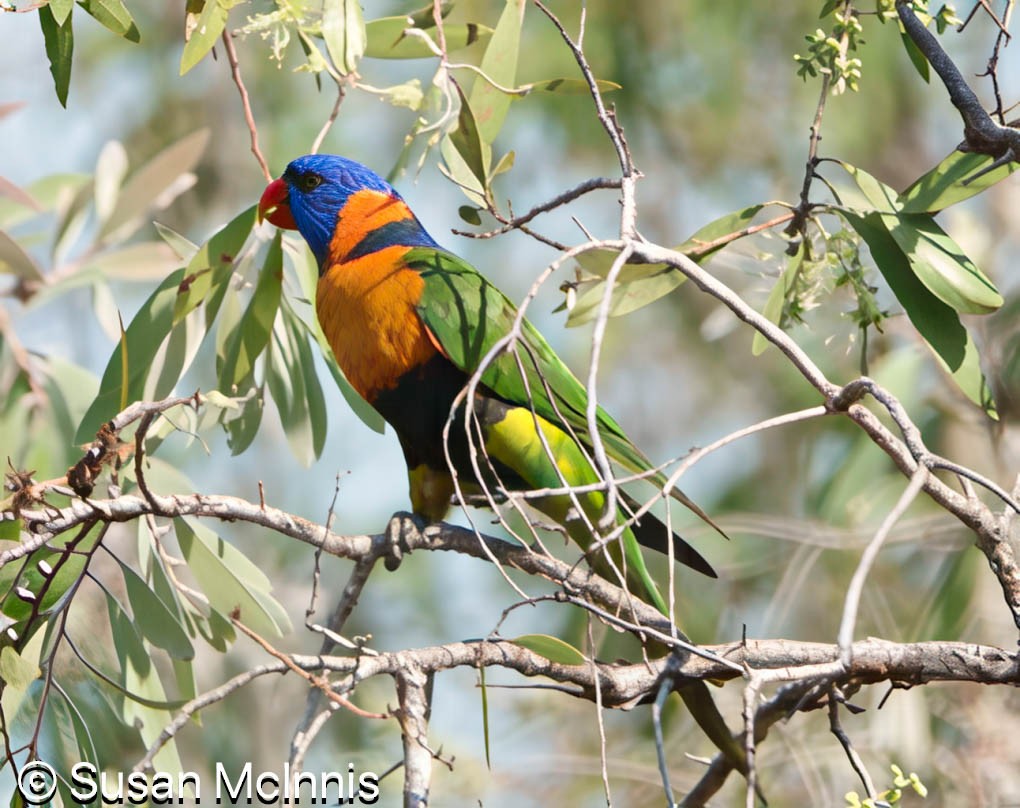 Red-collared Lorikeet - ML642861302