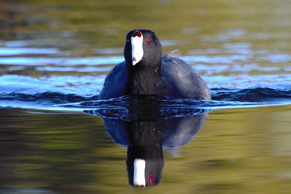 American Coot - ML642861307