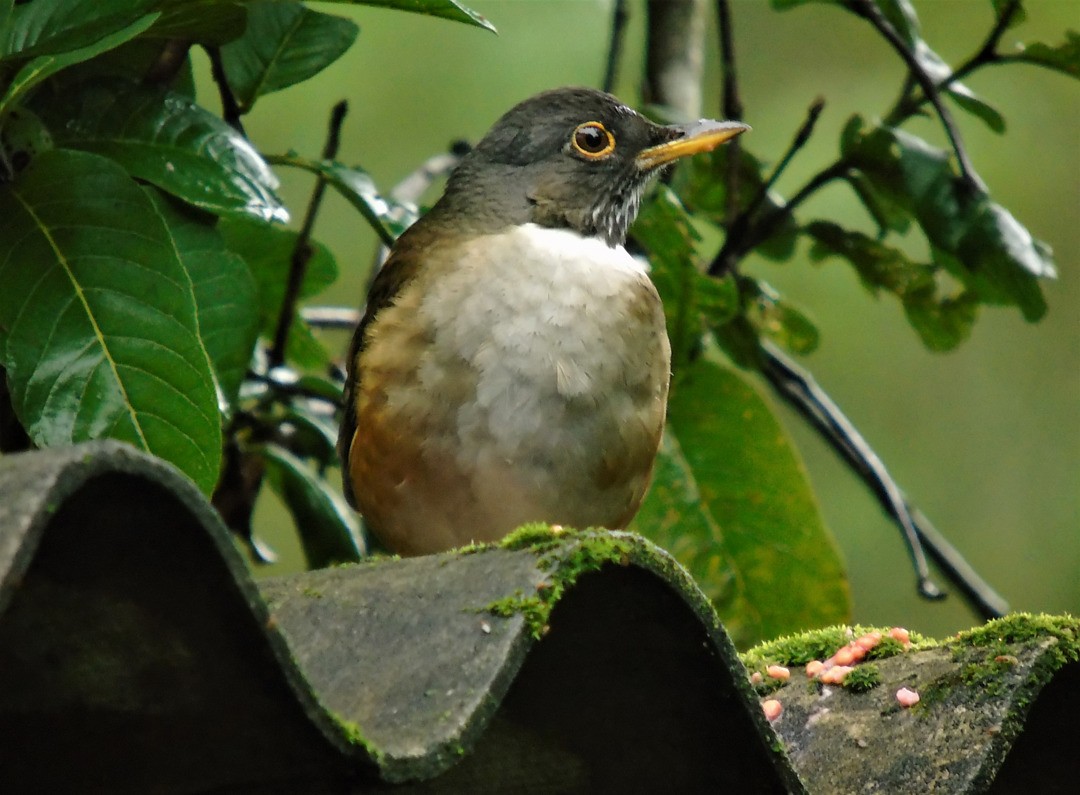 White-necked Thrush - ML642861308