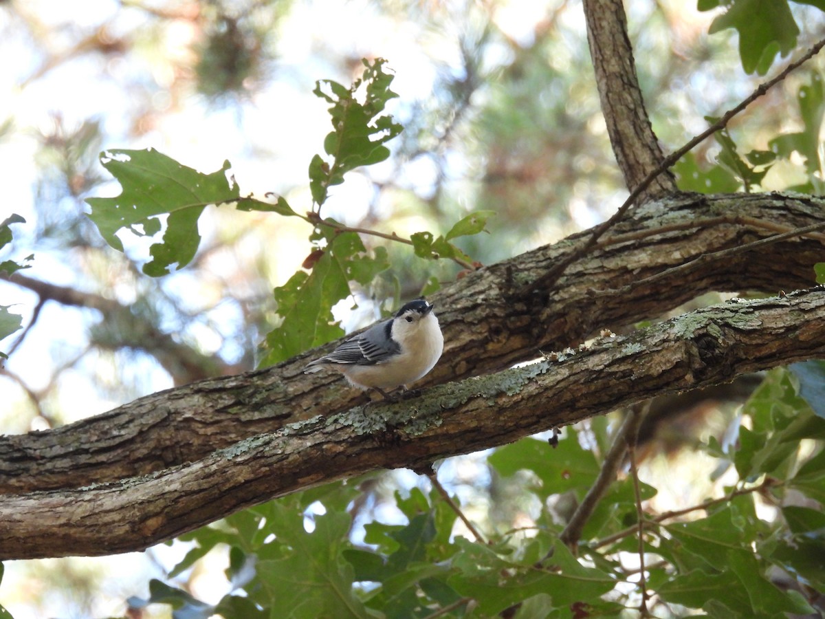 White-breasted Nuthatch - ML642861318