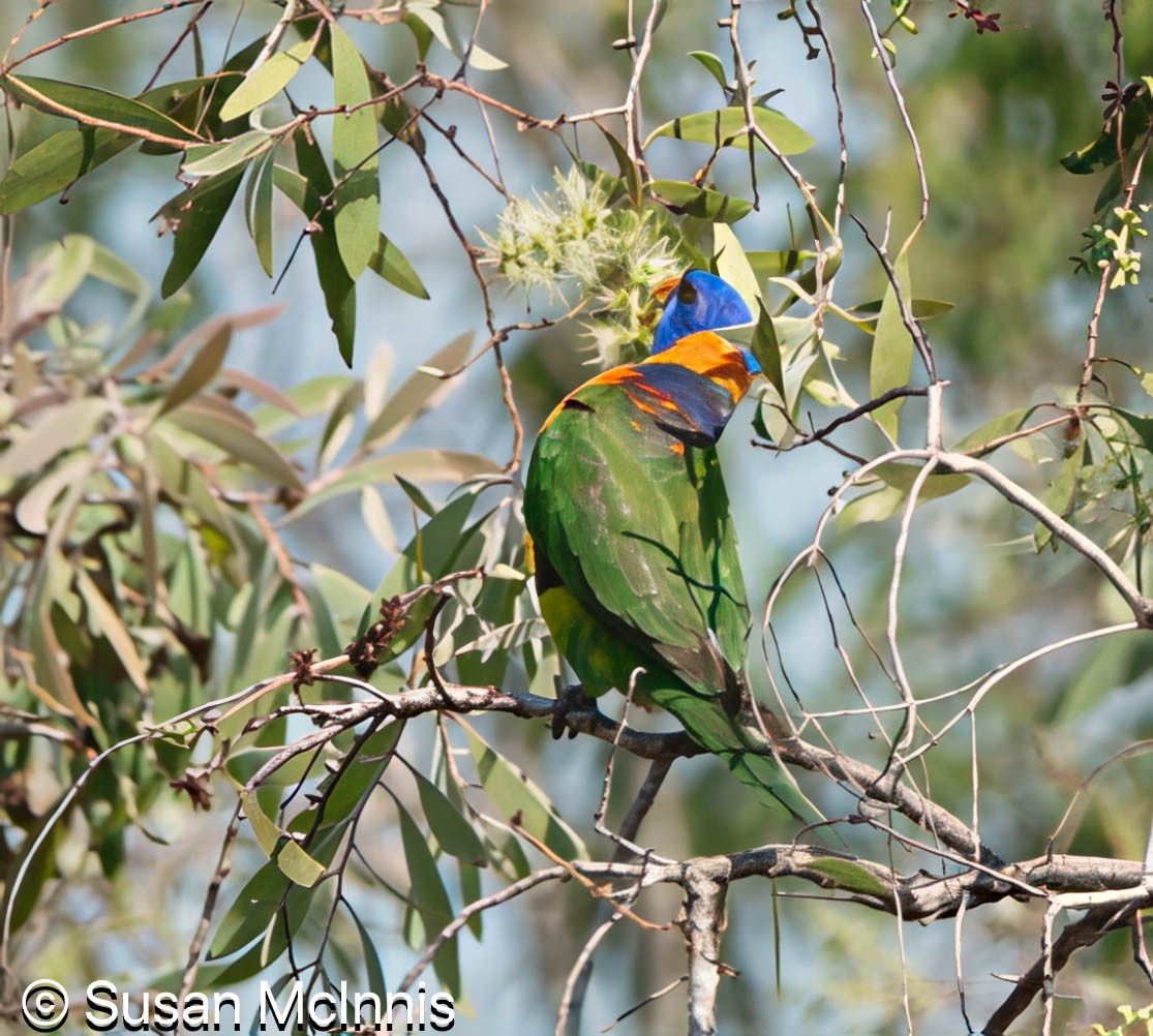 Red-collared Lorikeet - ML642861328