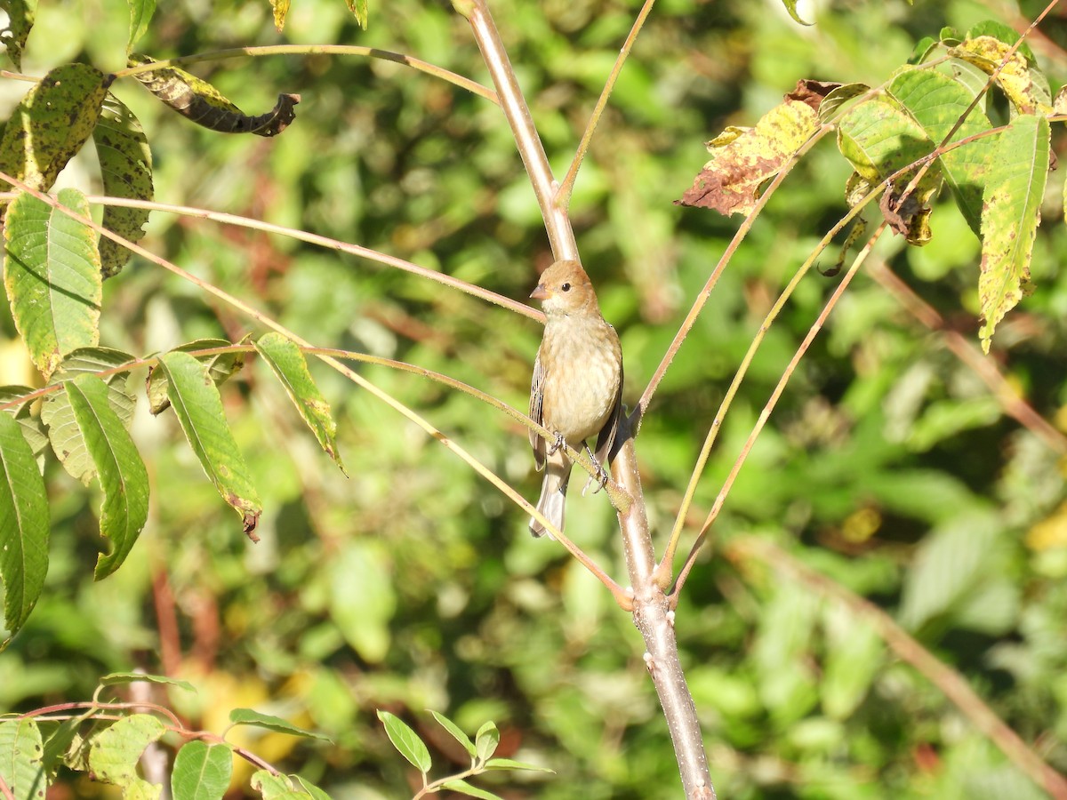 Indigo Bunting - ML642861332