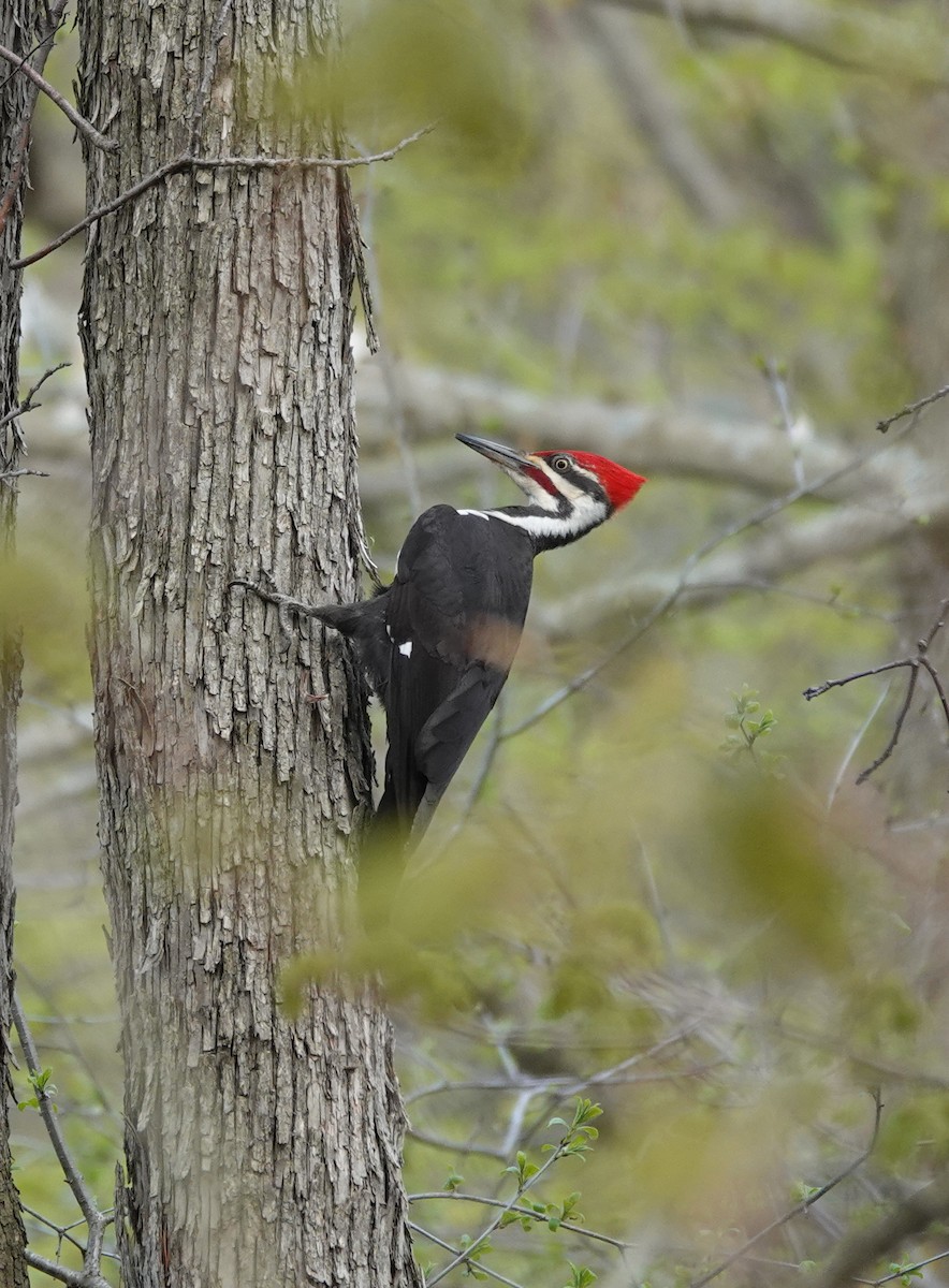 Pileated Woodpecker - ML642861333