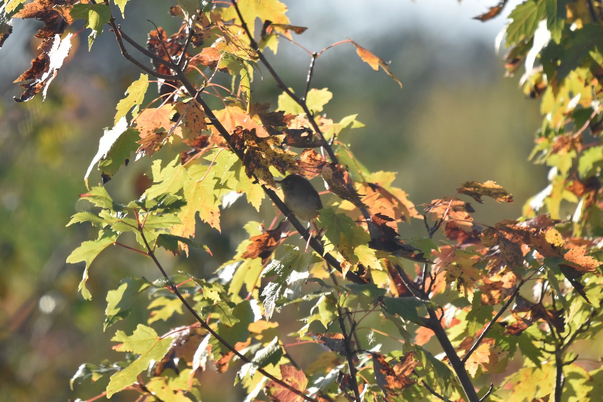 Northern House Wren - ML642861334