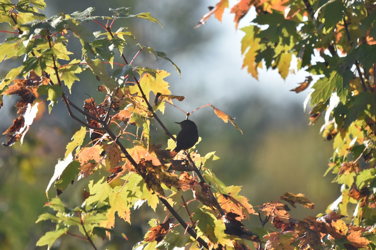 Northern House Wren - ML642861335