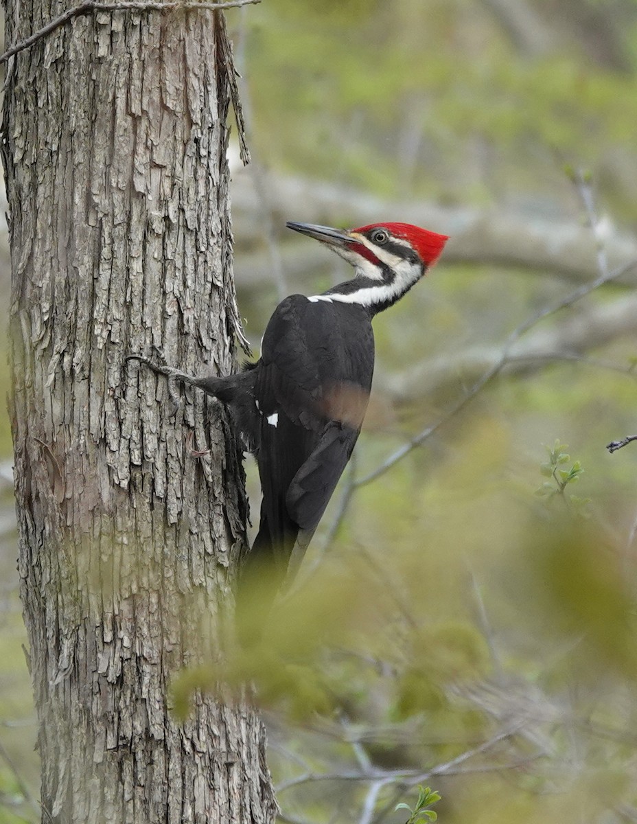 Pileated Woodpecker - ML642861338