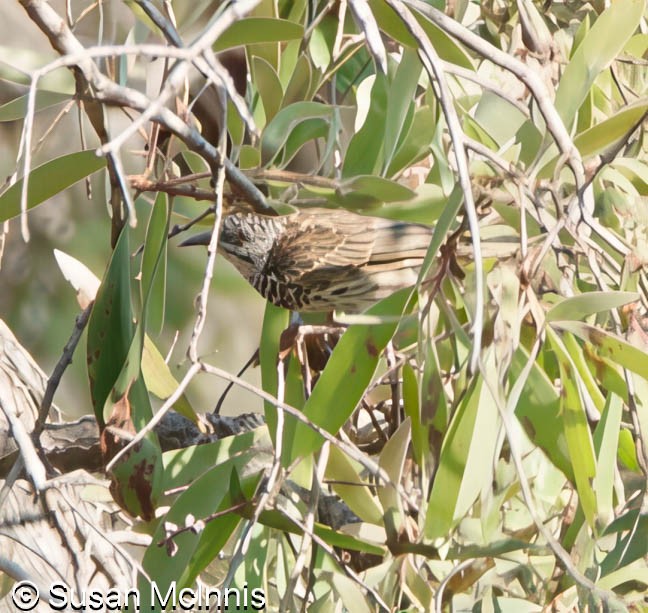 Bar-breasted Honeyeater - ML642861341