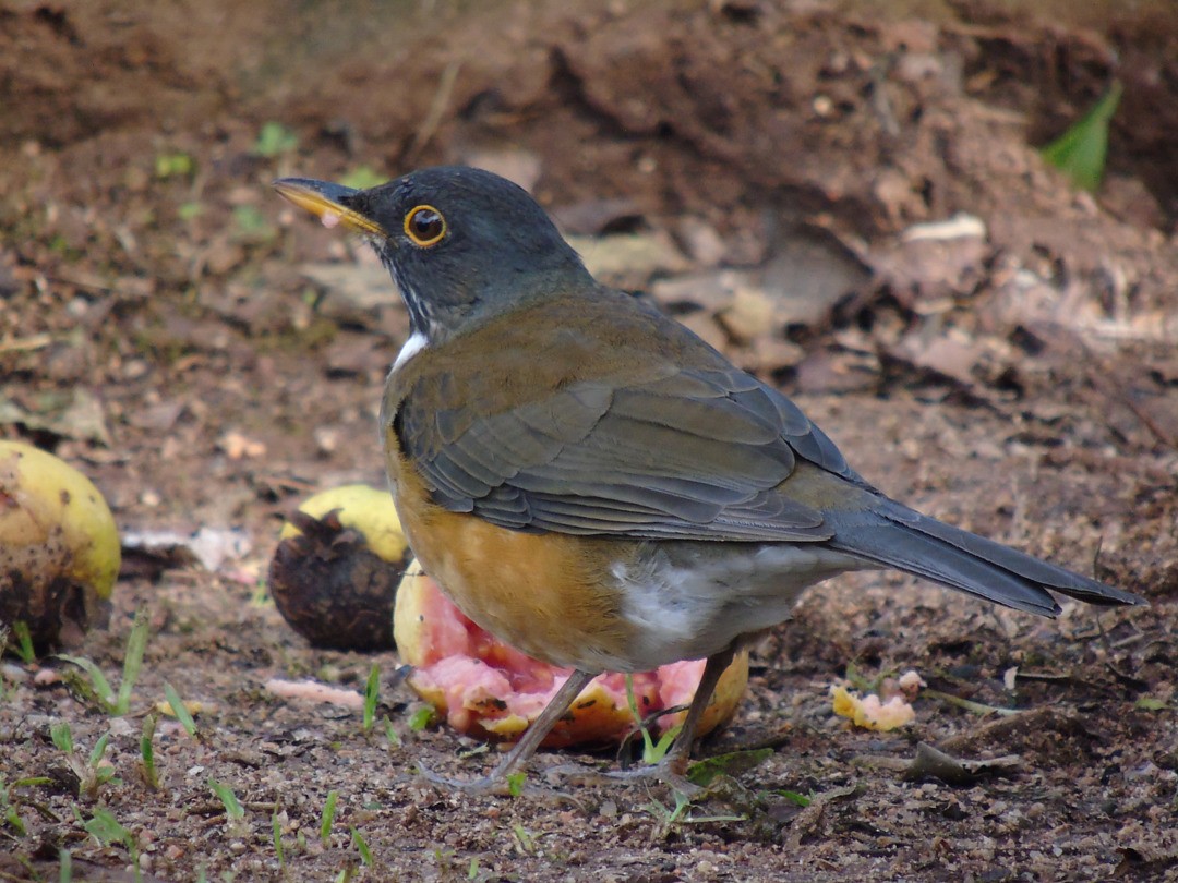 White-necked Thrush - ML642861345