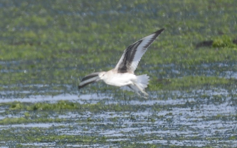 vodouš břehoušovitý (ssp. inornata) - ML642861347