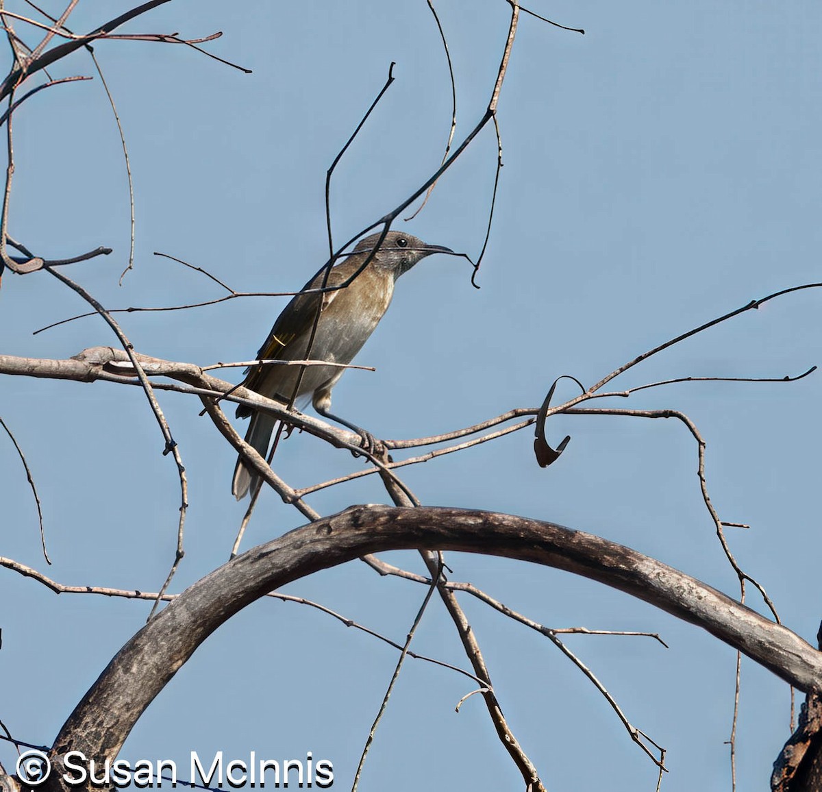 Rufous-banded Honeyeater - ML642861350