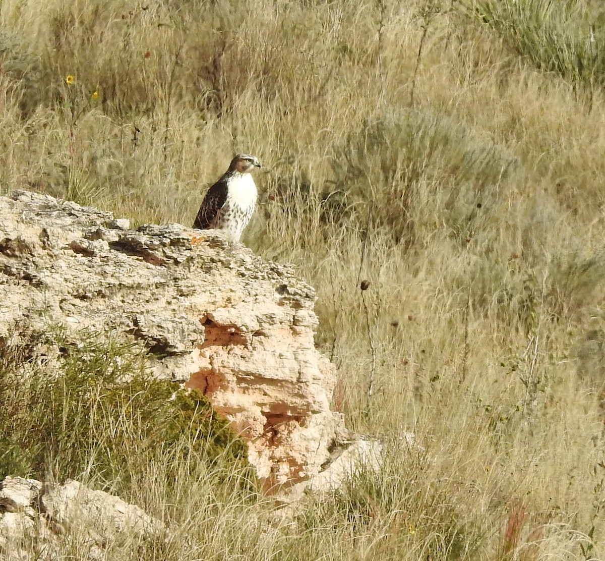 Red-tailed Hawk - ML642861351
