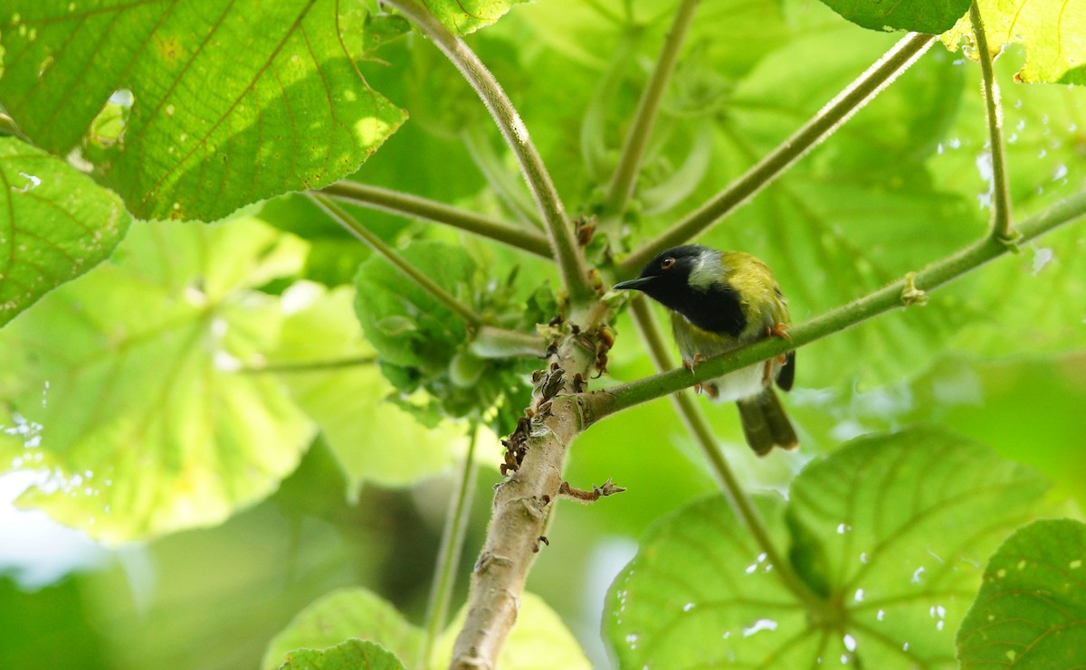 Black-faced Apalis - ML642861355