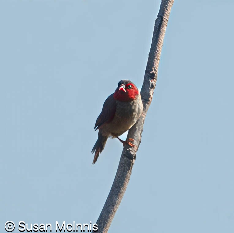Crimson Finch - ML642861360
