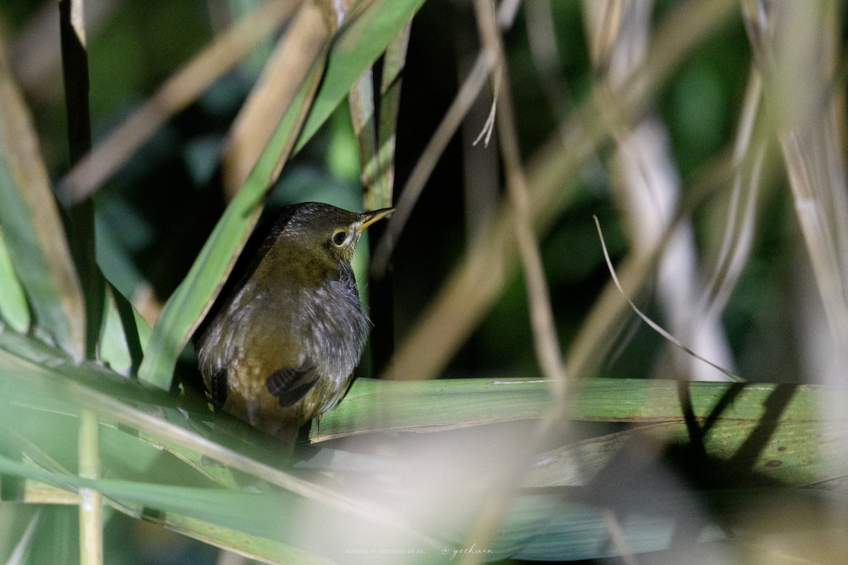 Middendorff's Grasshopper Warbler - ML642861361