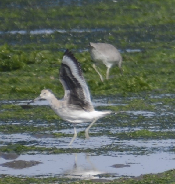 vodouš břehoušovitý (ssp. inornata) - ML642861367