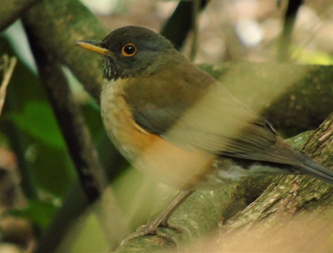 White-necked Thrush - ML642861372