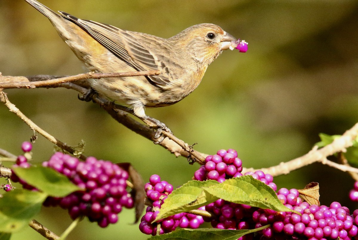 House Finch - ML642861378