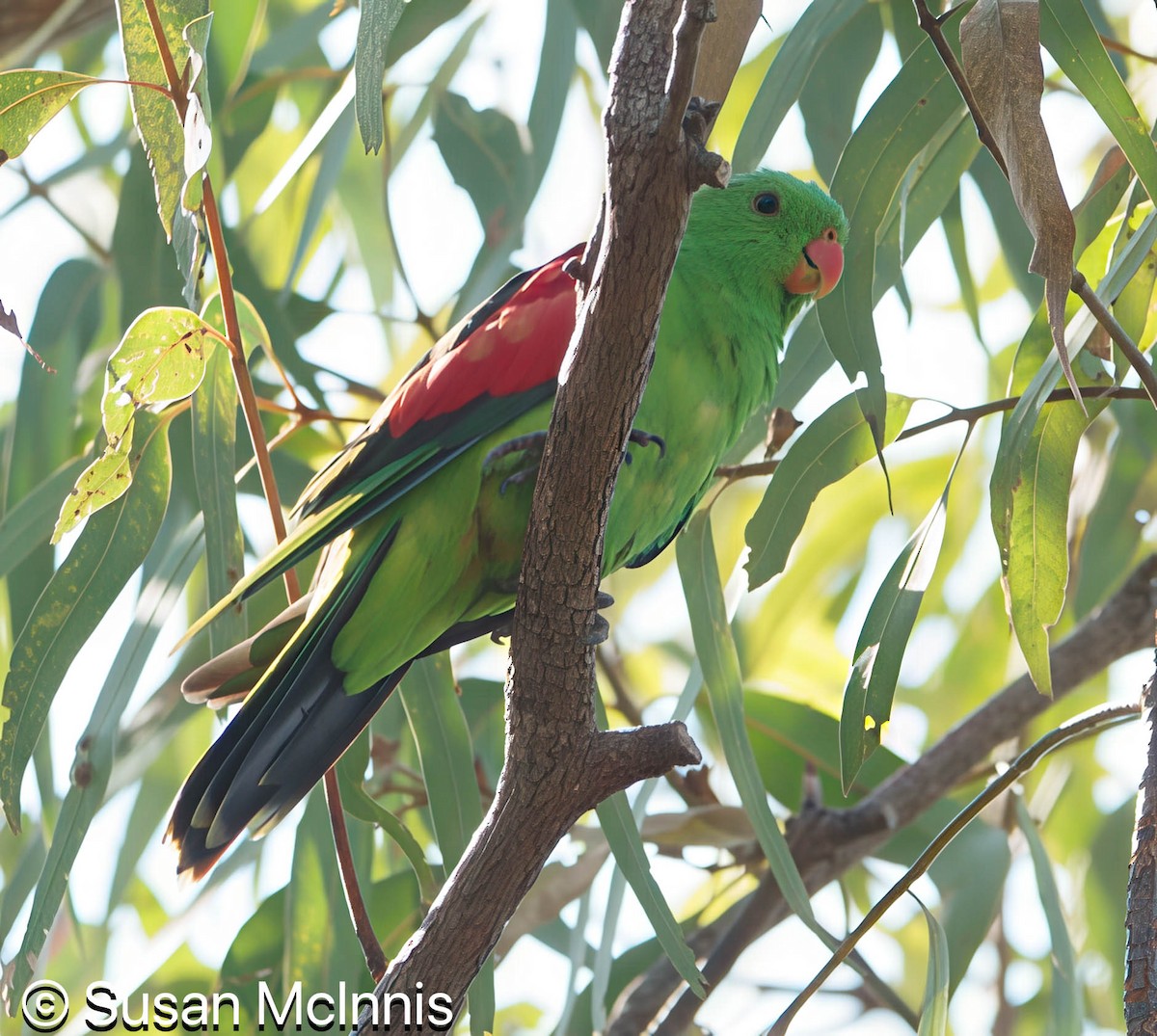 Red-winged Parrot - ML642861384