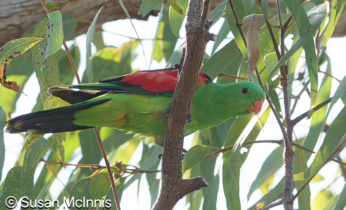 Red-winged Parrot - ML642861399
