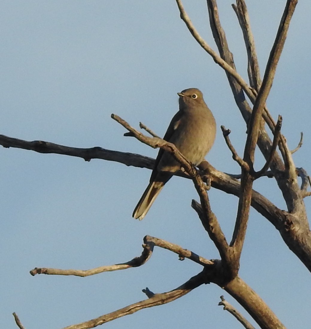 Townsend's Solitaire - ML642861405