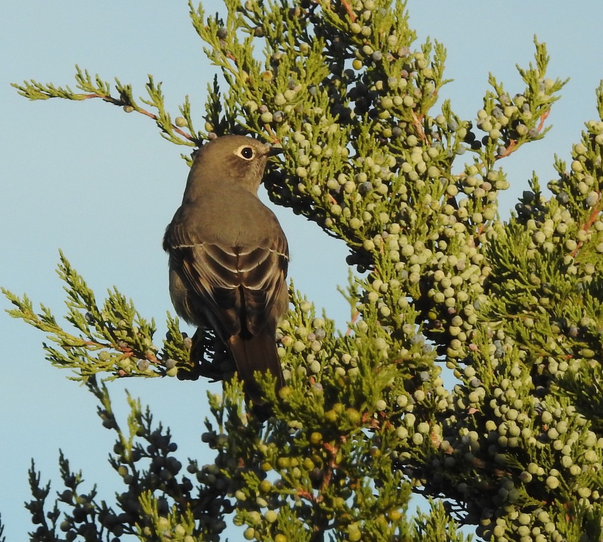 Townsend's Solitaire - ML642861406