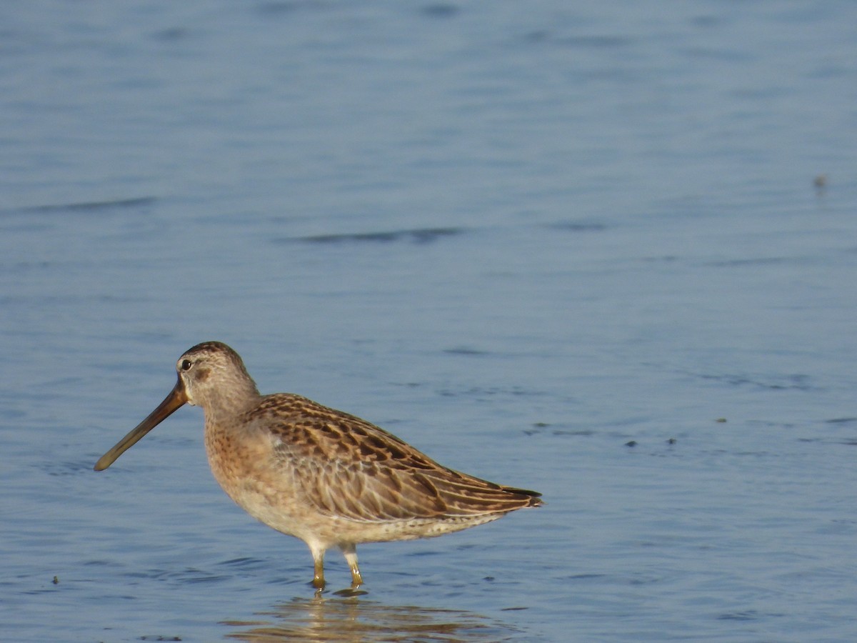 Short-billed Dowitcher - ML642861407