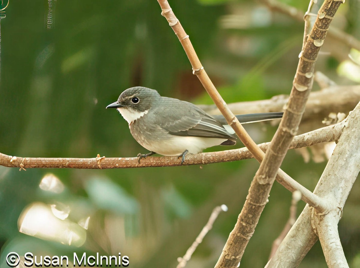 Northern Fantail - ML642861408