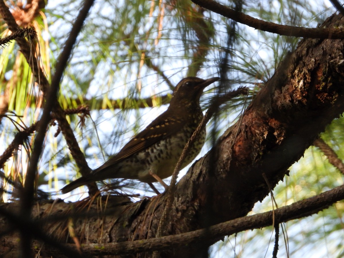 Pied Thrush - ML642861416