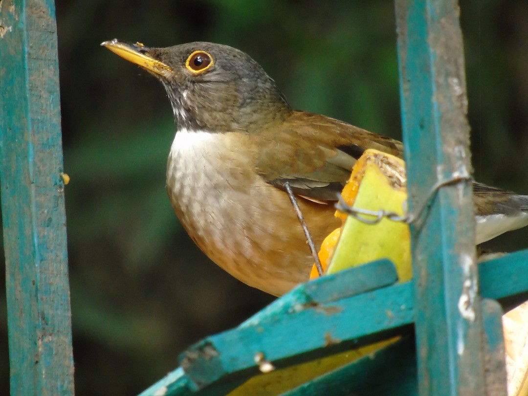 White-necked Thrush - ML642861423