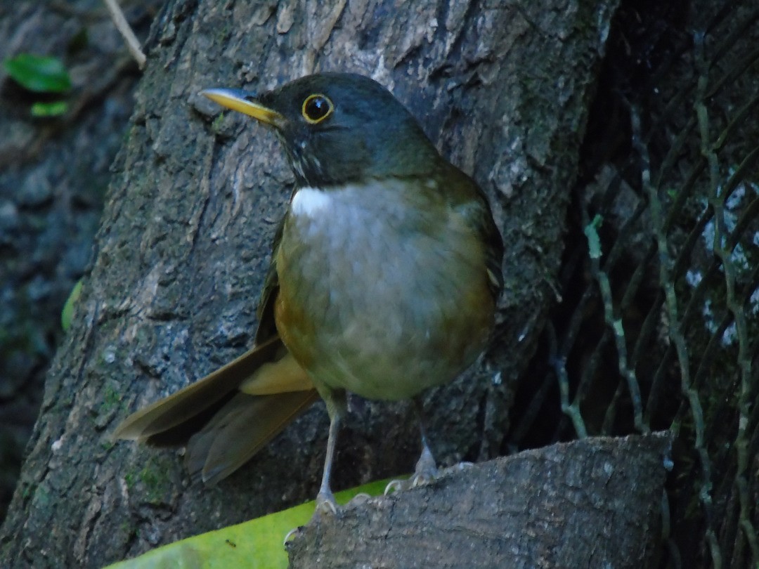 White-necked Thrush - ML642861424