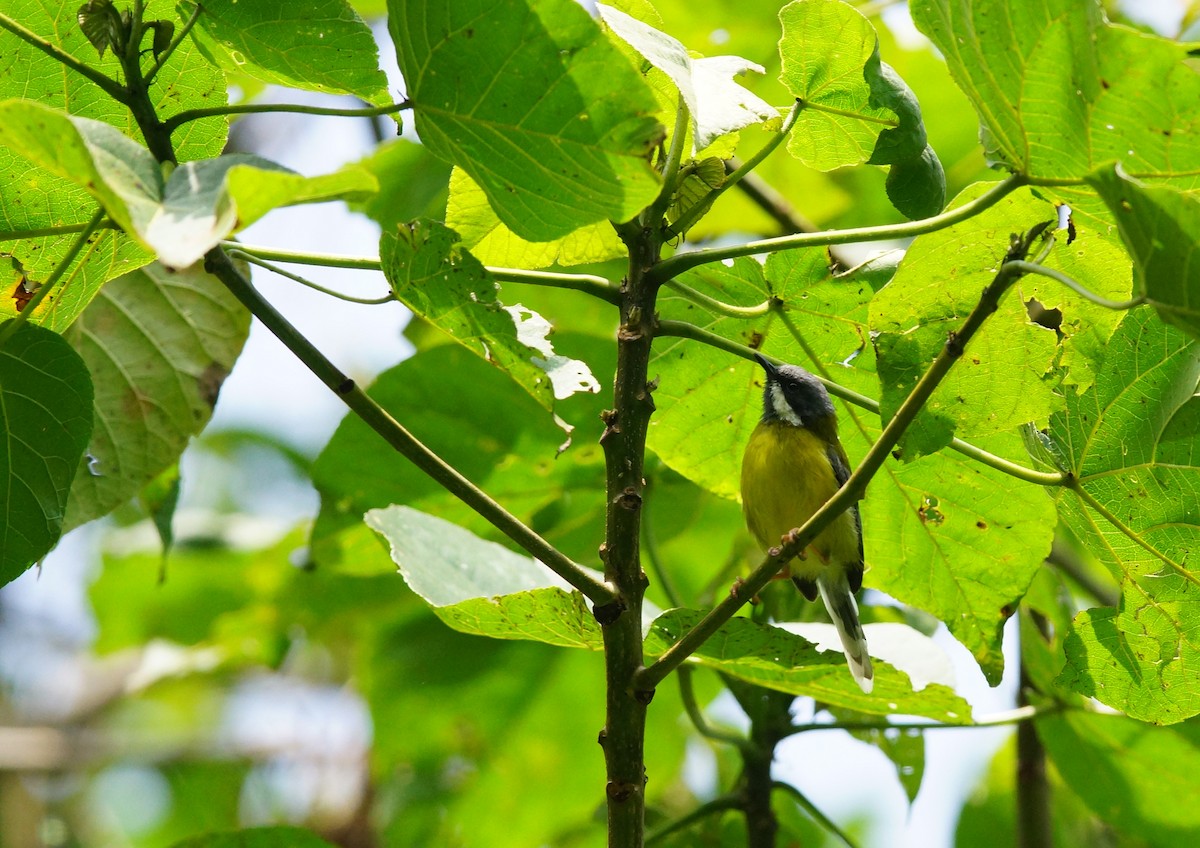 Black-throated Apalis - ML642861425