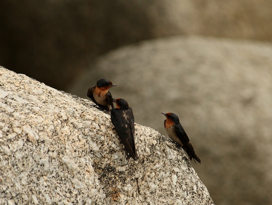 Pacific Swallow - ML642861432