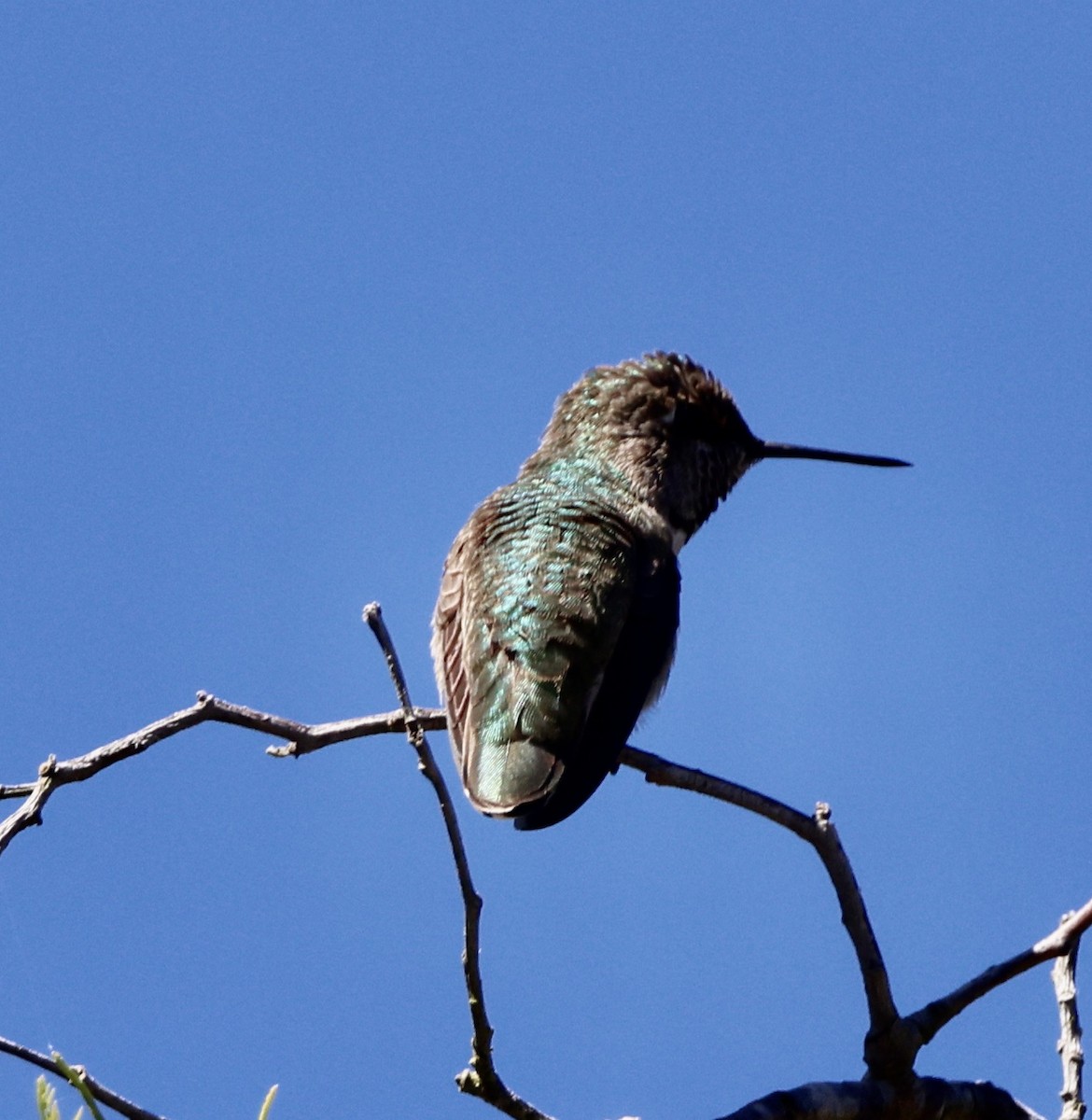 Anna's Hummingbird - ML642861443