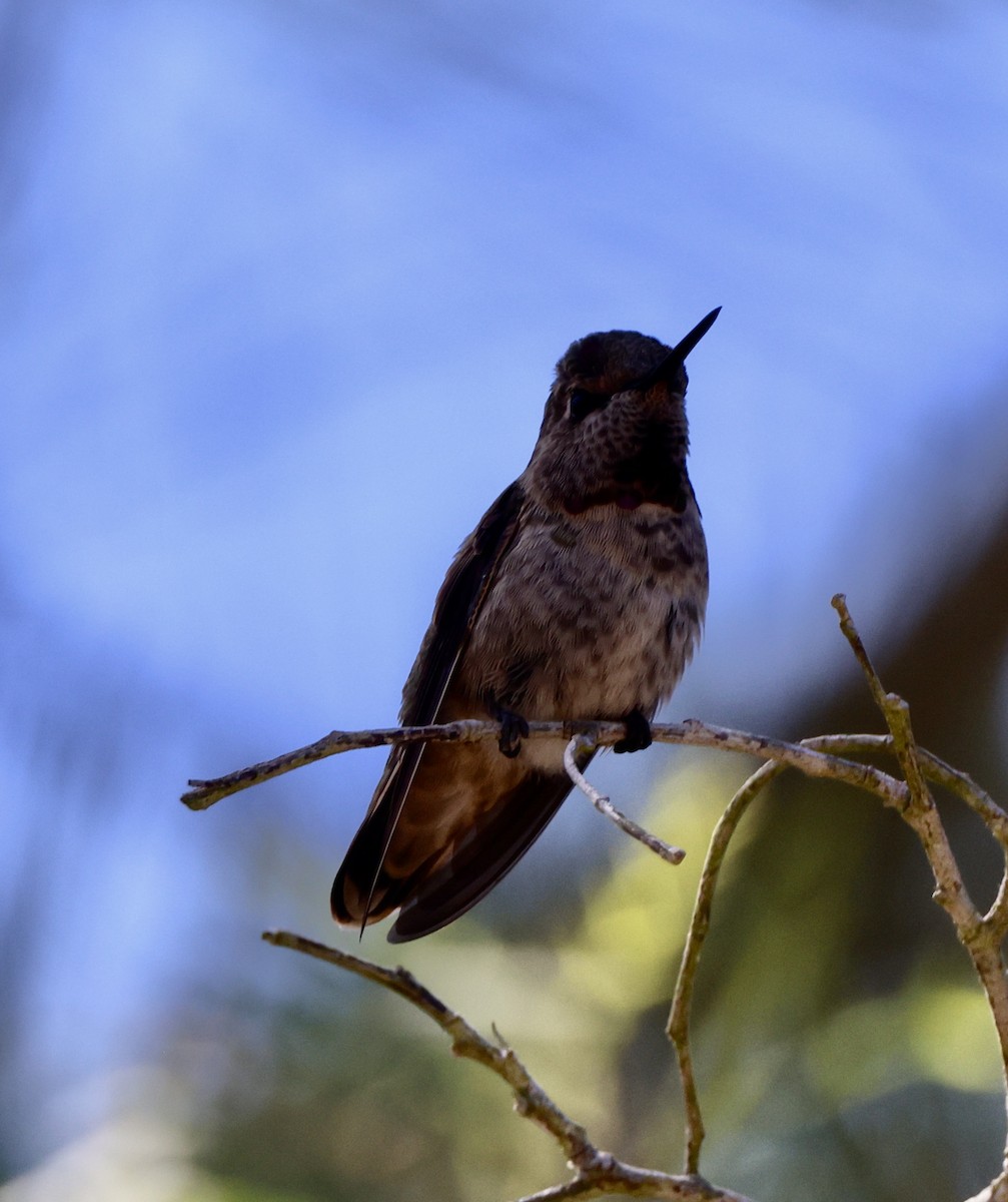 Anna's Hummingbird - ML642861444