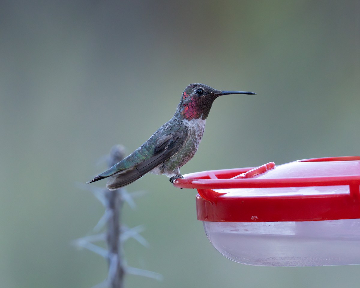 Anna's Hummingbird - ML642861453