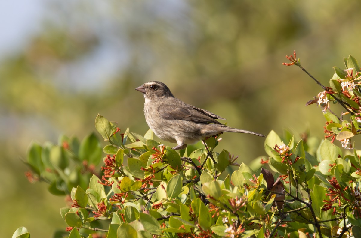 Brown-rumped Seedeater - ML642861460