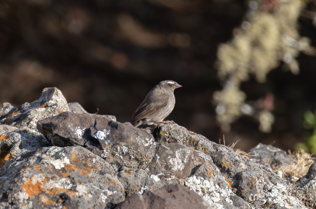 Brown-rumped Seedeater - ML642861461