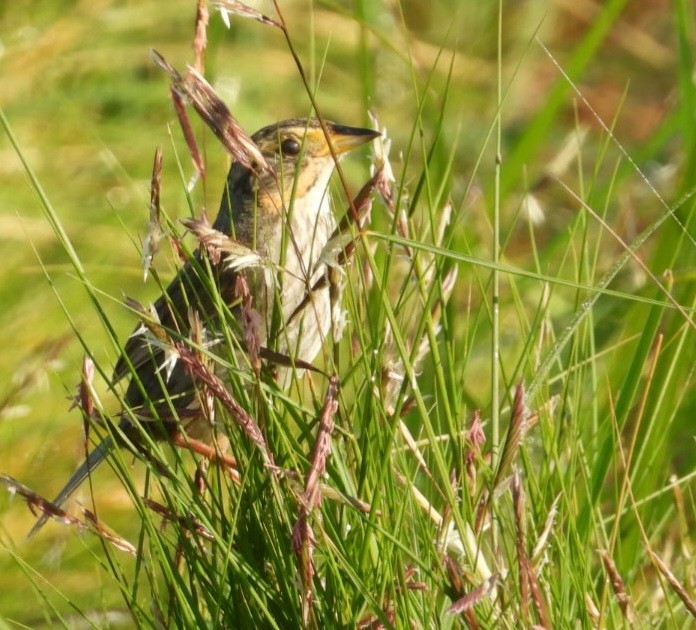 Saltmarsh Sparrow - ML642861465
